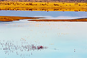 lesser flamingoes (Phoeniconaias minor), in courtship display, aerial wiew, lake Magadi, Kenya