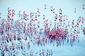 lesser flamingoes (Phoeniconaias minor), in courtship display, aerial wiew, lake Magadi, Kenya