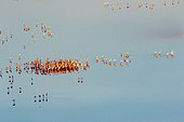 lesser flamingoes (Phoeniconaias minor), in courtship display, aerial wiew, lake Magadi, Kenya