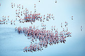 lesser flamingoes (Phoeniconaias minor), beginning a courtship display, aerial wiew, lake Magadi, Kenya