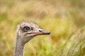 Ostrich (Struthio camelus), portrait, Masai-Mara Reserve, Kenya