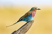Lilac-breasted Roller (Coracias caudata), watching for prey, Masai Mara, Kenya