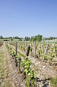 Merlot grape vines, Saint Emilion, inscribed in 1999 by UNESCO World Heritage of Humanity as "cultural landscape", France