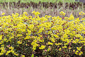 Euphorbia amygdaloides 'purpurea', spring, Pas de Calais, France
