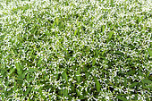 Euphorbia 'Diamond frost', spring, Pas de Calais, France
