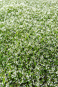 Euphorbia 'Diamond frost', spring, Pas de Calais, France