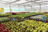 Various plants in a greenhouse, spring, Pas de Calais, France