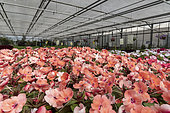 Impatiens 'Sunpatiens' rose in a greenhouse, spring, Pas de Calais, France
