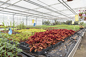 Coleus hybrida 'Campfire' in a greenhouse, spring, Pas de Calais, France