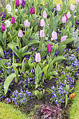 Flowerbed of Tulips and Pansies in a garden, Spring, Pas de Calais, France