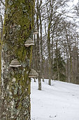 Tinder fungus (Fomes fomentarius) on a trunk of beech, Vosges, France