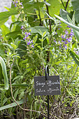 Kitchen sage (Salvia officinalis) in a garden, Summer, Pas de Calais, France