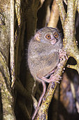 Spectral tarsier (Tarsius spectrum, also called Tarsius tarsier), Tangkoko National Park, Sulawesi, Celebes, Indonesia