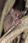 Spectral tarsier (Tarsius spectrum, also called Tarsius tarsier), Tangkoko National Park, Sulawesi, Celebes, Indonesia