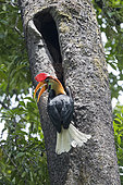 Red Knobbed hornbill (Rhyticeros cassidix), near the nest, Tangkoko National Park, Sulawesi, Celebes, Indonesia