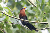 Yellow-billed Malkoha ( Rhamphococcyx calyorhynchus), Tangkoko National Park, Sulawesi, Celebes, Indonesia