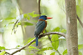 Green-backed kingfisher (Actenoides monachus), Tangkoko National Park, Sulawesi, Celebes, Indonesia