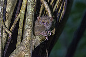 Spectral tarsier (Tarsius spectrum, also called Tarsius tarsier), Tangkoko National Park, Sulawesi, Celebes, Indonesia
