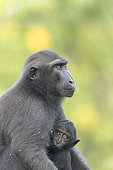 Celebes crested macaque or crested black macaque, Sulawesi crested macaque, or the black ape (Macaca nigra) Mother and baby, Tangkoko National Park, Sulawesi, Celebes, Indonesia