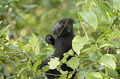 Celebes crested macaque or crested black macaque, Sulawesi crested macaque, or the black ape (Macaca nigra), Tangkoko National Park, Sulawesi, Celebes, Indonesia