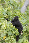 Celebes crested macaque or crested black macaque, Sulawesi crested macaque, or the black ape (Macaca nigra) young, Tangkoko National Park, Sulawesi, Celebes, Indonesia