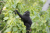 Celebes crested macaque or crested black macaque, Sulawesi crested macaque, or the black ape (Macaca nigra) young, Tangkoko National Park, Sulawesi, Celebes, Indonesia