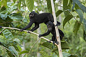 Celebes crested macaque or crested black macaque, Sulawesi crested macaque, or the black ape (Macaca nigra) young, Tangkoko National Park, Sulawesi, Celebes, Indonesia
