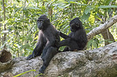 Celebes crested macaque or crested black macaque, Sulawesi crested macaque, or the black ape (Macaca nigra) young, Tangkoko National Park, Sulawesi, Celebes, Indonesia