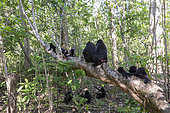 Celebes crested macaque or crested black macaque, Sulawesi crested macaque, or the black ape (Macaca nigra), Tangkoko National Park, Sulawesi, Celebes, Indonesia