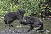 Celebes crested macaque or crested black macaque, Sulawesi crested macaque, or the black ape (Macaca nigra), in the river, Tangkoko National Park, Sulawesi, Celebes, Indonesia