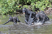 Celebes crested macaque or crested black macaque, Sulawesi crested macaque, or the black ape (Macaca nigra), in the river, Tangkoko National Park, Sulawesi, Celebes, Indonesia