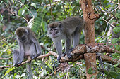 Crab-eating macaque or long-tailed macaque (Macaca fascicularis), near by the water, Tanjung Puting National Park, Borneo, Indonesia