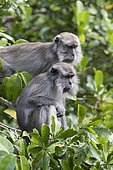 Crab-eating macaque or long-tailed macaque (Macaca fascicularis), in the tree, Tanjung Puting National Park, Borneo, Indonesia