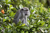 Crab-eating macaque or long-tailed macaque (Macaca fascicularis), in the tree, Tanjung Puting National Park, Borneo, Indonesia