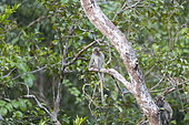 Crab-eating macaque or long-tailed macaque (Macaca fascicularis), in the tree, Tanjung Puting National Park, Borneo, Indonesia