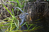 Crab-eating macaque or long-tailed macaque (Macaca fascicularis), near by the water, Tanjung Puting National Park, Borneo, Indonesia