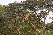 Proboscis monkey or long-nosed monkey (Nasalis larvatus), Tanjung Puting National Park, Borneo, Indonesia
