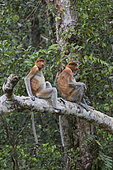 Proboscis monkey or long-nosed monkey (Nasalis larvatus), in a tree, Tanjung Puting National Park, Borneo, Indonesia