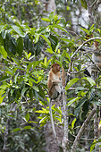 Proboscis monkey or long-nosed monkey (Nasalis larvatus), in a tree, Tanjung Puting National Park, Borneo, Indonesia