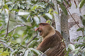 Proboscis monkey or long-nosed monkey (Nasalis larvatus), adult male in a tree, Tanjung Puting National Park, Borneo, Indonesia