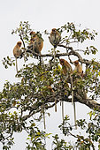 Proboscis monkey or long-nosed monkey (Nasalis larvatus), group gathering in a dormitory tree to spend the night, Tanjung Puting National Park, Borneo, Indonesia