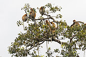 Proboscis monkey or long-nosed monkey (Nasalis larvatus), group gathering in a dormitory tree to spend the night, Tanjung Puting National Park, Borneo, Indonesia