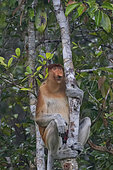 Proboscis monkey or long-nosed monkey (Nasalis larvatus), Tanjung Puting National Park, Borneo, Indonesia