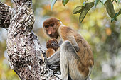 Proboscis monkey or long-nosed monkey (Nasalis larvatus), Adult female and baby, Tanjung Puting National Park, Borneo, Indonesia