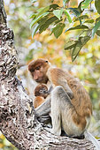 Proboscis monkey or long-nosed monkey (Nasalis larvatus), Adult female and baby, Tanjung Puting National Park, Borneo, Indonesia
