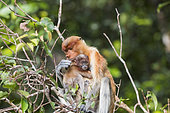 Proboscis monkey or long-nosed monkey (Nasalis larvatus), Adult female and baby, Tanjung Puting National Park, Borneo, Indonesia