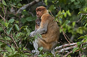Proboscis monkey or long-nosed monkey (Nasalis larvatus), Adult female and baby, Tanjung Puting National Park, Borneo, Indonesia
