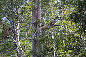 Proboscis monkey or long-nosed monkey (Nasalis larvatus), jmping from tree to tree, Tanjung Puting National Park, Borneo, Indonesia
