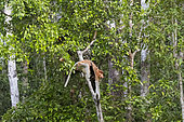 Proboscis monkey or long-nosed monkey (Nasalis larvatus), adult male in a tree, Tanjung Puting National Park, Borneo, Indonesia