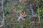 Proboscis monkey or long-nosed monkey (Nasalis larvatus), adult male in a tree, eating leaves, Tanjung Puting National Park, Borneo, Indonesia